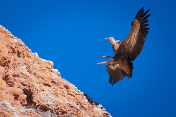 Griffon Vultures flying at the mountains of Burgos (Castilla y Leon, Spain