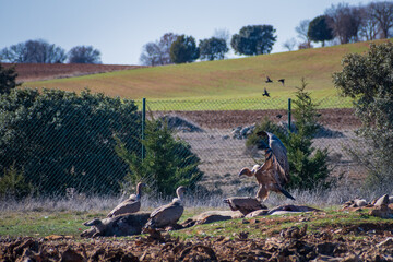 Griffon Vultures having lunch (Burgos, Spain)