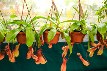 Beautiful and exotic Nepenthes alata plant in the garden