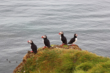 Papageitaucher / Atlantic puffin / Fratercula arctica..