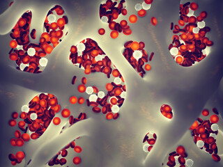 Bone marrow contains stem cells which, through the process of hematopoiesis, generate the red and white blood cells and the platelets. Bone marrow lies in the spaces of the spongy bone © nobeastsofierce