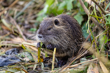 Nutria 7