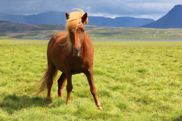 Islandpferd / Icelandic horse / Equus ferus caballus