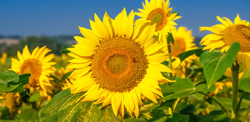 Fototapeta premium Fleur de tournesol dans un champs avec un ciel bleu.
