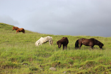 Fototapeta na wymiar Islandpferd / Icelandic horse / Equus ferus caballus