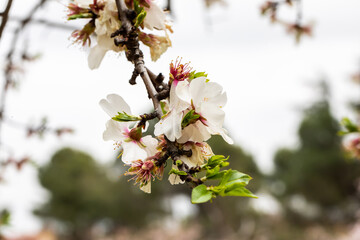 Double flowering plum (Prunus triloba) and White  flowering almond (Jordan almonds) trees in spring in Quinta de los Molinos Park, Madrid, Spain