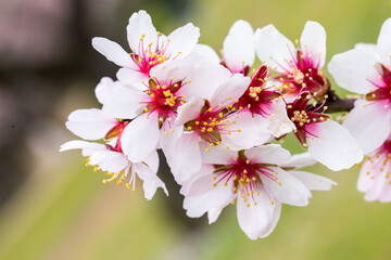 Double flowering plum (Prunus triloba) and White  flowering almond (Jordan almonds) trees in spring in Quinta de los Molinos Park, Madrid, Spain