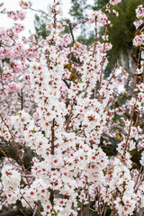 Double flowering plum (Prunus triloba) and White  flowering almond (Jordan almonds) trees in spring in Quinta de los Molinos Park, Madrid, Spain