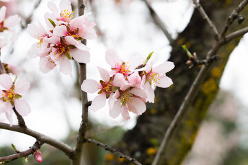 Double flowering plum (Prunus triloba) and White  flowering almond (Jordan almonds) trees in spring in Quinta de los Molinos Park, Madrid, Spain