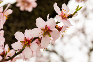 Obraz premium Double flowering plum (Prunus triloba) and White flowering almond (Jordan almonds) trees in spring in Quinta de los Molinos Park, Madrid, Spain