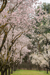 Double flowering plum (Prunus triloba) and White  flowering almond (Jordan almonds) trees in spring in Quinta de los Molinos Park, Madrid, Spain