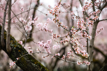 Double flowering plum (Prunus triloba) and White  flowering almond (Jordan almonds) trees in spring in Quinta de los Molinos Park, Madrid, Spain