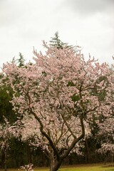 Double flowering plum (Prunus triloba) and White  flowering almond (Jordan almonds) trees in spring in Quinta de los Molinos Park, Madrid, Spain