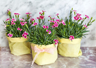 Pink carnation flowers in pot on a marble background  
