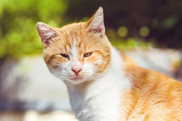 Obraz premium Close up of White and Orange Cat Sitting Outdoor