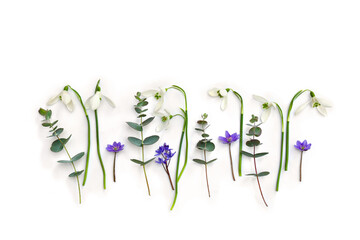 Fototapeta na wymiar White snowdrops, blue flowers Scilla bifolia, violet hepatica with green eucalyptus leaves and branches on a white background with space for text. Top view, flat lay