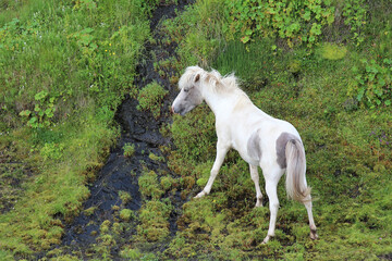 Obraz na płótnie Canvas Islandpferd / Icelandic horse / Equus ferus caballus