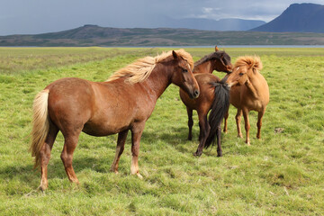 Fototapeta na wymiar Islandpferd / Icelandic horse / Equus ferus caballus