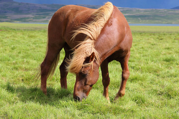 Islandpferd / Icelandic horse / Equus ferus caballus