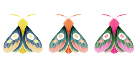 Moth illustration, Colorful moth images, Butterfly clipart, Insects on white background