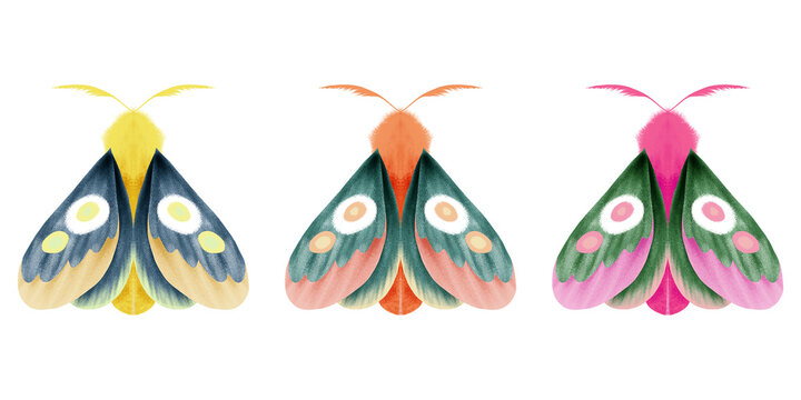 Moth illustration, Colorful moth images, Butterfly clipart, Insects on white background