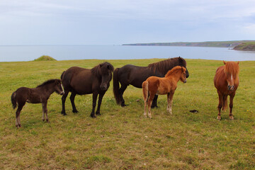 Fototapeta na wymiar Islandpferd / Icelandic horse / Equus ferus caballus.
