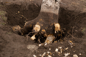 Tree uprooting and removal. Undermined walnut tree with chopped roots in a hole. Close-up