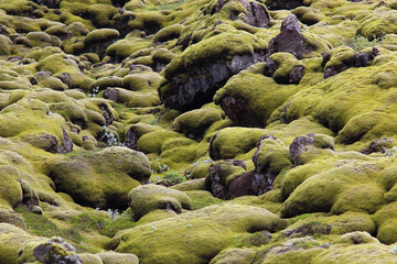 Island - Eldhraun-Lavafeld / Iceland - Eldhraun lava field /