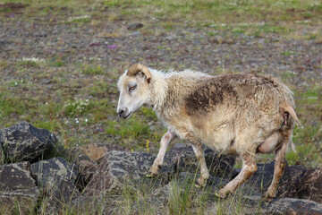 Schaf / Sheep / Ovis.