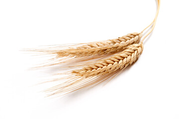 wheat grain on the table