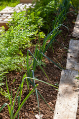 Au potager - gros plan sur des rangs de légumes en cultures associées (poireaux, carottes, semis protégés par des cagettes)