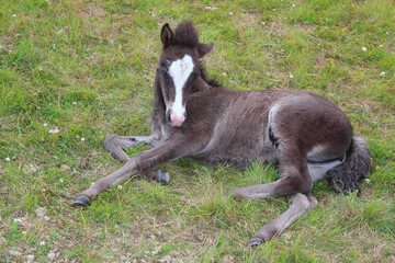 Islandpferd / Icelandic horse / Equus ferus caballus.