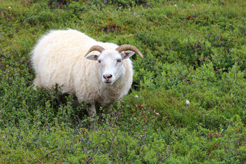 Schaf / Sheep / Ovis.