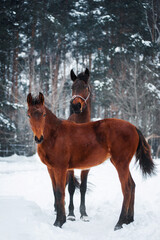 Bay horse and her beloved foal under the snow in winter on blue background