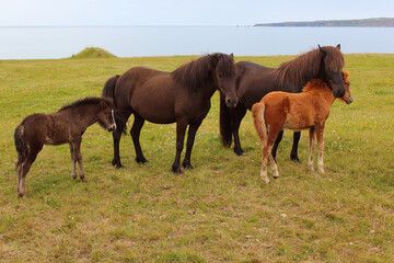 Fototapeta na wymiar Islandpferd / Icelandic horse / Equus ferus caballus.