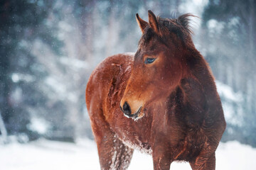 little bay foal filly stands alone under the snow in winter