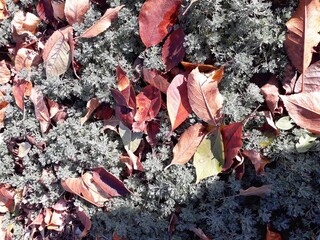 autumn leaves on the ground