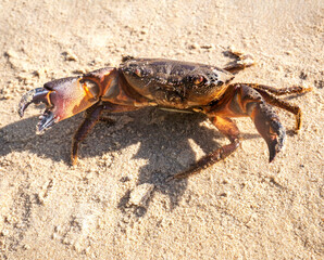 Live mud crab. Raw scylla serrata Close-up. Raw materials for seafood restaurants concept.