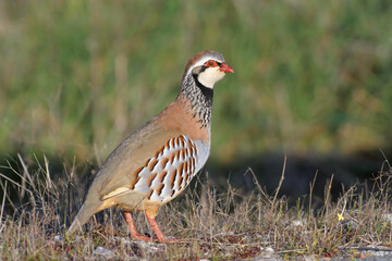 Red - legged Partridge Alectoris rufa -  closeup and portrait of gamebird in the pheasant family Phasianidae of the order Galliformes gallinaceous birds, colorful natural environment background