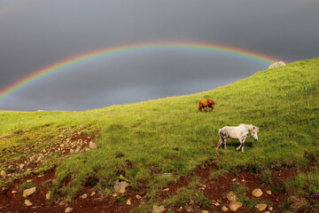 Islandpferd / Icelandic horse / Equus ferus caballus