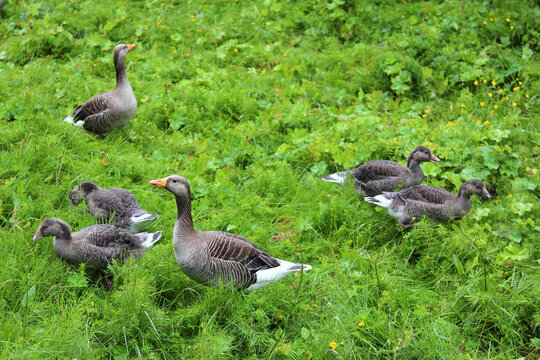 Graugans / Greylag Goose / Anser anser.