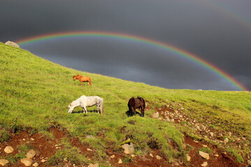 Islandpferd / Icelandic horse / Equus ferus caballus