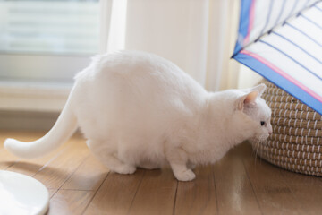 白の保護猫（a cute white rescued cat）
