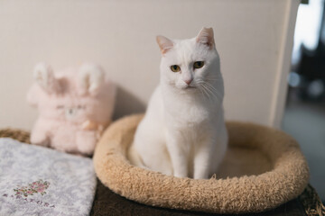 白の保護猫（a cute white rescued cat）