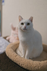 白の保護猫（a cute white rescued cat）