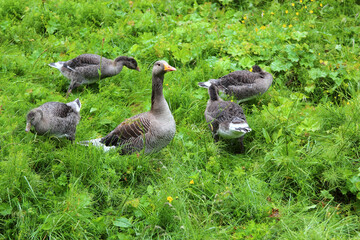 Graugans / Greylag Goose / Anser anser.