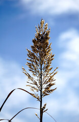 Grass that grows to the sky and symbolizes growth, progress and success