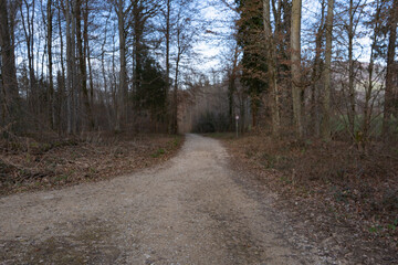 Spring Reborn, Wiedergeborene Frühling, Europa, Switzerland, Mountain, Forest, Sunny day, Lonely Walk