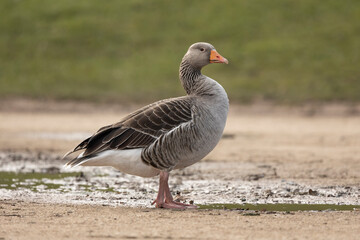 Naklejka na ściany i meble grey lag goose anser anser preening and walking near a puddle of water side on isolated from green background