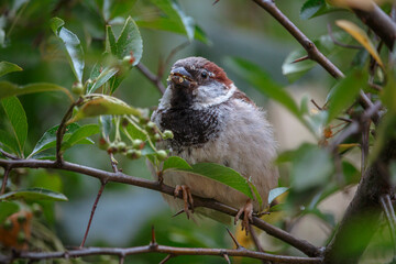 Fototapeta premium Small sparrow on a branch with green leafs